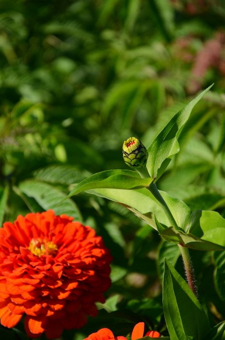 Zinnia elegans 'Super Yoga orange' (2)